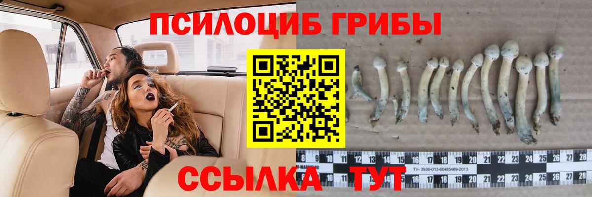 купить наркоту  Галлюциногенные грибы Cubensis  Вход с VPN  Светлоград 