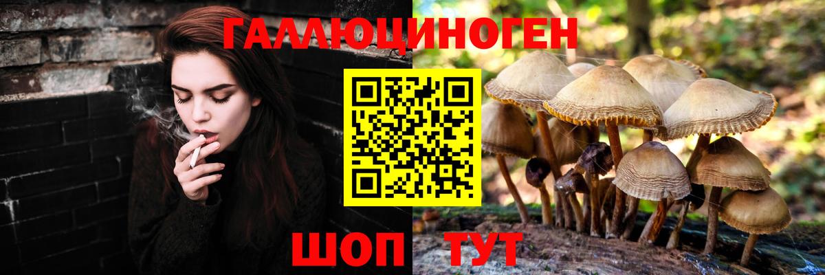 Псилоцибиновые грибы Psilocybine cubensis Светлоград